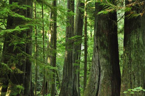 A magnífica floresta de árvores gigantes na Cathedral Grove, na estrada para Tofino, em Vancouver Island, na British Columbia, no Canadá